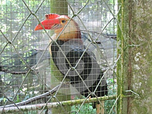 Photo of the Rufous Hornbill Buceros Hydrocorax or the Philippine Hornbill