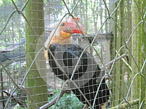 Photo of the Rufous Hornbill Buceros Hydrocorax or the Philippine Hornbill