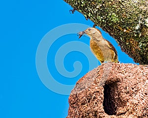 Rufous Hornero brazilian bird - Joao-de-barro brazilian bird on the nest with insects in the beak photo