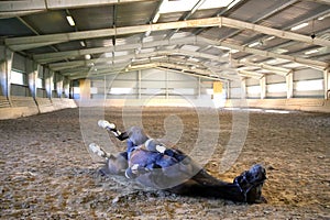 Photo of a saddle horse rolling in the dust at empty riding hall