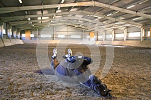 Photo of a saddle horse rolling in the dust at empty riding hall