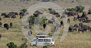 Photo Safari, African Buffalo, syncerus caffer, Herd in Savannah, Nairobi Park in Kenya,