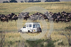 Photo Safari with Blue Wildebeest, connochaetes taurinus, Masai Mara Park in Kenya