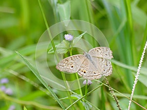 photo of satyr butterfly rest on the leave photo
