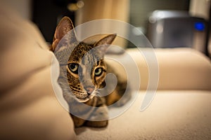 Photo of a Savannah cat