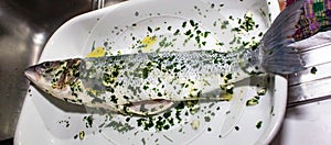 Photo of sea bass, or sea bass in Southern Italy, is a sea fish with tasty and digestible meat.