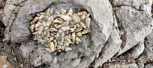 Photo of sea slugs floating on the rocks at low tide