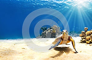 Photo of Sea turtle in the Galapagos island. A turtle diving back to the reef