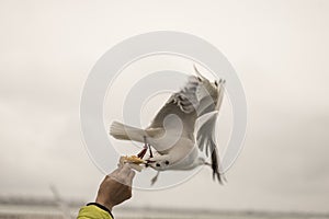 Seagull feeding time 2