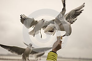 Seagull feeding time 3