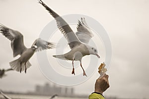 Seagull feeding time 4