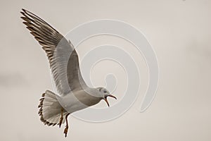 Seagull feeding time 5