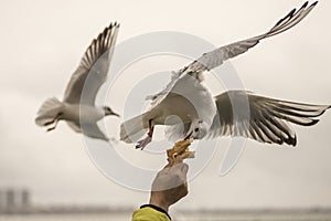 Seagull feeding time 8