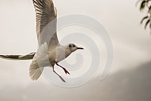 Seagull feeding time 14