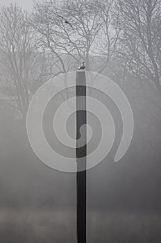 A photo of a seagull in the fog on the river Thames on a foggy winter morning.