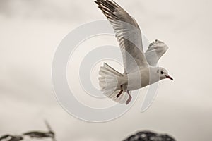 Seagull hovering 3