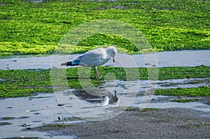 Seagull And Reflection