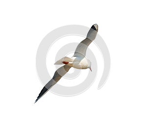 Photo of seagulls of various species in flight.Isolated on a white background.