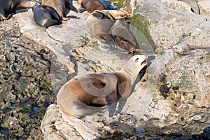 photo of sealion relax in wildlife fauna. sealion in wildlife at rock. sealion in wildlife at rock.