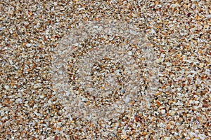 Photo of seashells on the seashore, mediterranean sea