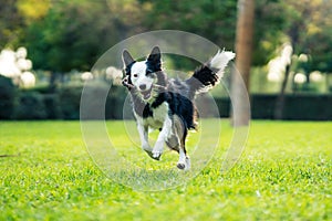 Photo with selective focus on a happy dog running with a stick in a park