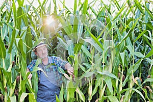 Senior farmer in corn plant field photo