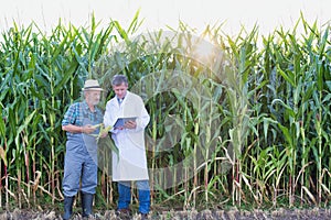 Senior farmer showing corn for crop scientist against corn plants growing in field photo