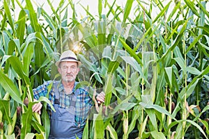 Senior farmer standing in corn plants growing in field photo