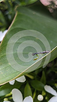 photo of sentadu grasshopper