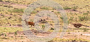 Photo series: Cheetah hunting for big Impala. The seventh episode. Masai Mara, Kenya