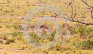 Photo series: Cheetah hunting for big Impala. The third episode. Masai Mara, Kenya