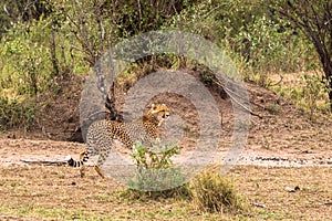 Photo series: Cheetah hunting for big Impala. The twelfth episode. Masai Mara, Kenya photo