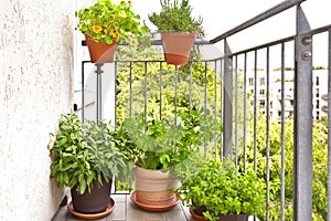 photo series growing potatoes in containers 6