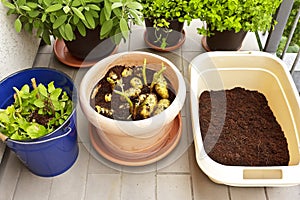 photo series growing potatoes in containers 7