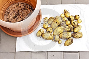 photo series growing potatoes in containers 9