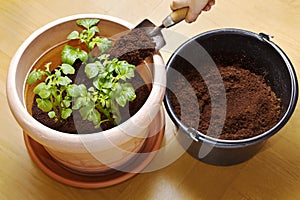 photo series growing potatoes in containers 4 photo