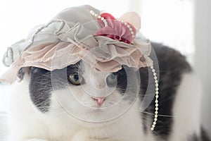 Photo of a serious cat in a lady`s hat