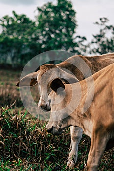 Photo session to three sisters cows during sunset photo