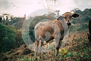 Sesiones sobre el tres hermanas vacas durante atardecer 