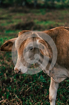 Photo session to three sisters cows during sunset photo