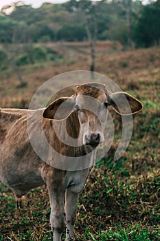 Photo session to three sisters cows during sunset photo