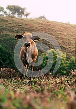 Photo session to three sisters cows during sunset photo