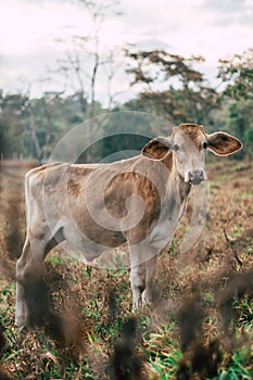 Photo session to three sisters cows during sunset photo