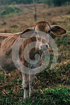 Photo session to three sisters cows during sunset photo