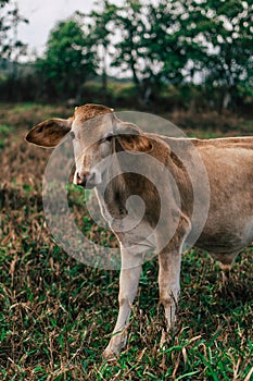 Photo session to three sisters cows during sunset photo