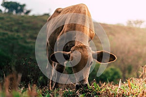 Photo session to three sisters cows during sunset photo