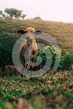 Photo session to three sisters cows during sunset photo