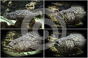 Photo set: Goliath grouper (Epinephelus itajara)