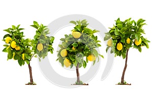 Photo set, lemon tree, yellow fruit, sour taste, white background, illustration, Generative AI