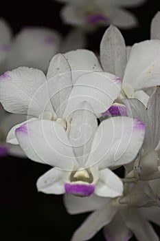 Photo set of macro white orchids